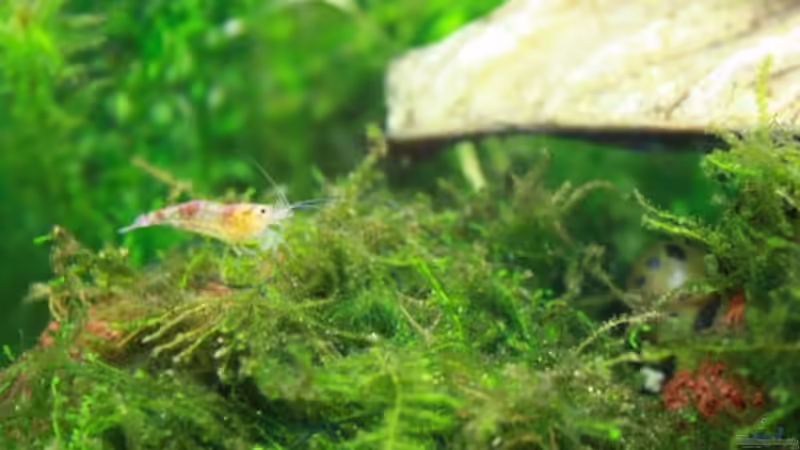 Besatz im Aquarium mein erstes Garni Becken von Flo1104 (13)