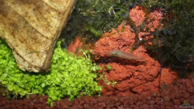 Besatz im Aquarium mein erstes Garni Becken von Flo1104 (14)