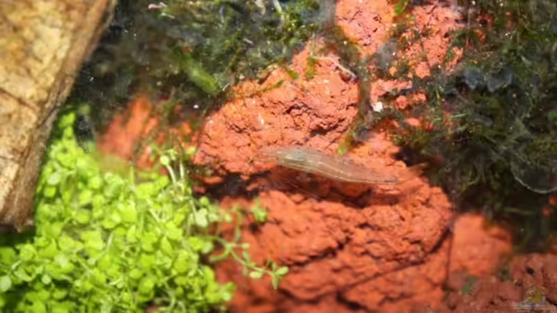 Besatz im Aquarium mein erstes Garni Becken von Flo1104 (15)