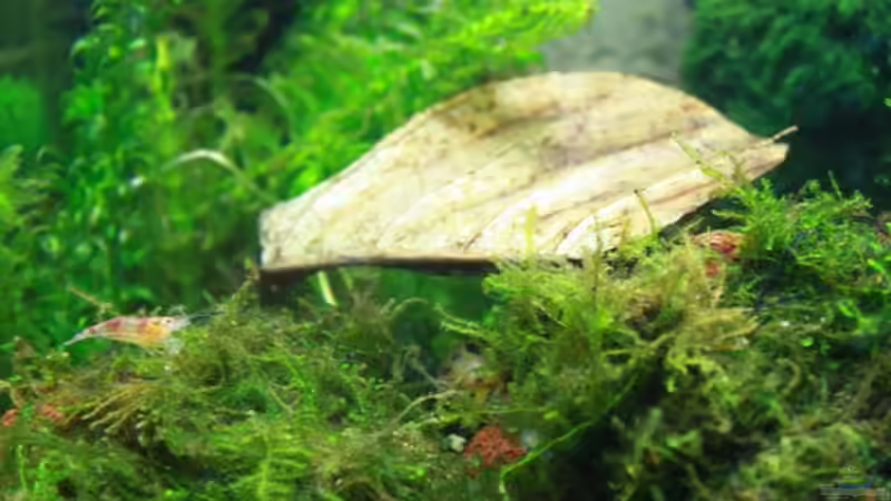 Besatz im Aquarium mein erstes Garni Becken von Flo1104 (16)