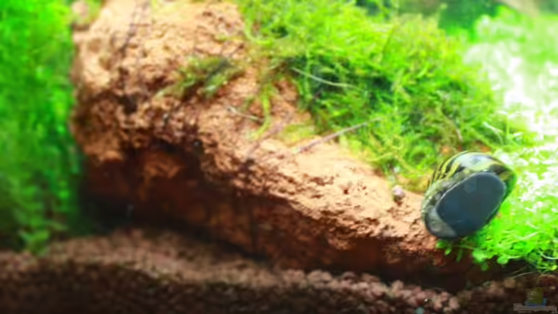 Besatz im Aquarium mein erstes Garni Becken von Flo1104 (9)