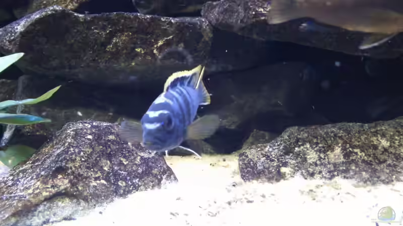 Besatz im Aquarium Mein erstes Malawibecken von Stulli (4)