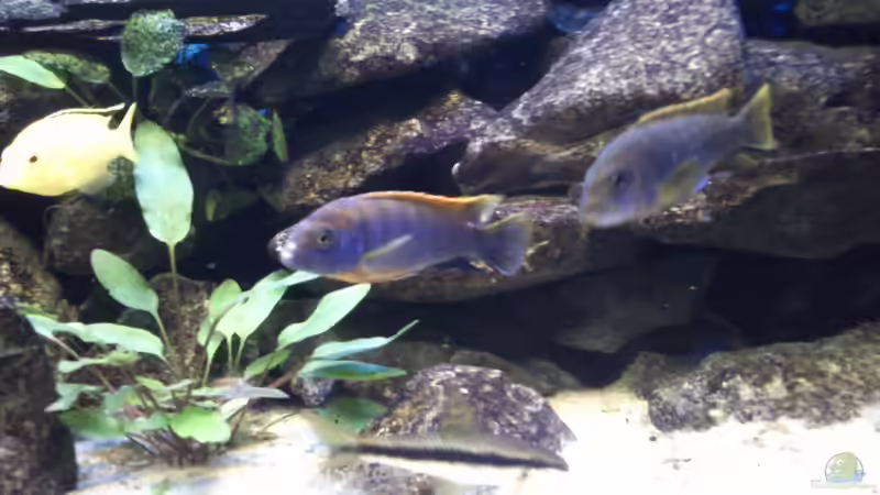 Besatz im Aquarium Mein erstes Malawibecken von Stulli (7)
