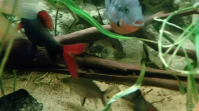 Besatz im Aquarium mein erstes palludarium von M.G (10)