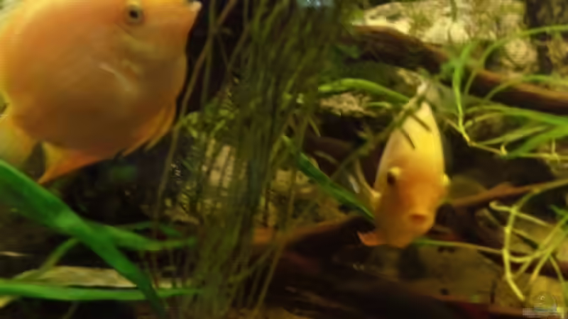 Besatz im Aquarium mein erstes palludarium von M.G (11)