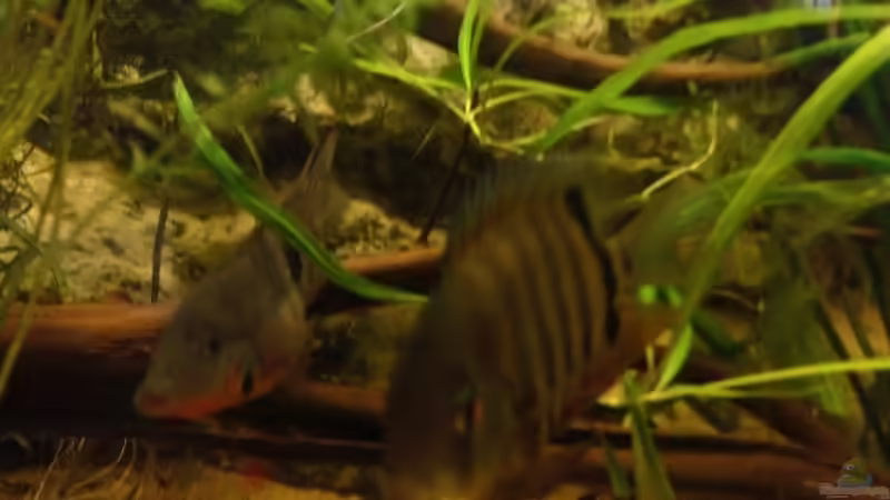 Besatz im Aquarium mein erstes palludarium von M.G (12)