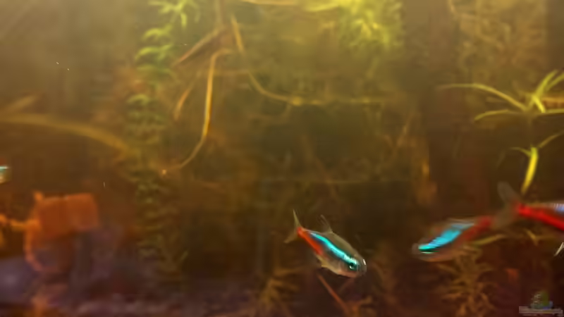 Besatz im Aquarium Mein erstes Schwarzwasserbecken von wid (16)