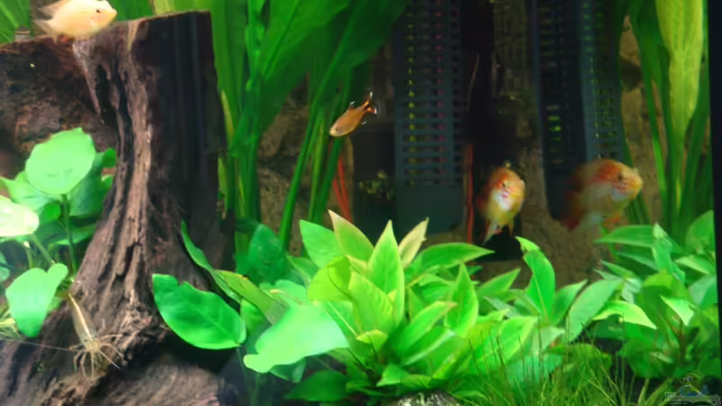 Besatz im Aquarium Mein Erstes! von Goos (30)