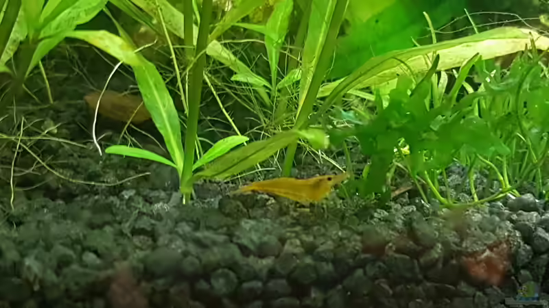 Besatz im Aquarium Mein erstes von Rinchen84 (22)