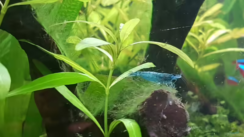 Besatz im Aquarium Mein erstes von Rinchen84 (23)