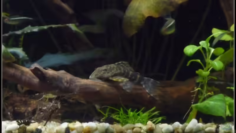 Besatz im Aquarium Mein Großes von *Dominique* (21)