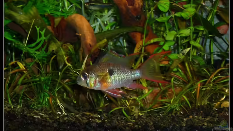 Besatz im Aquarium Mein Großes von *Dominique* (22)