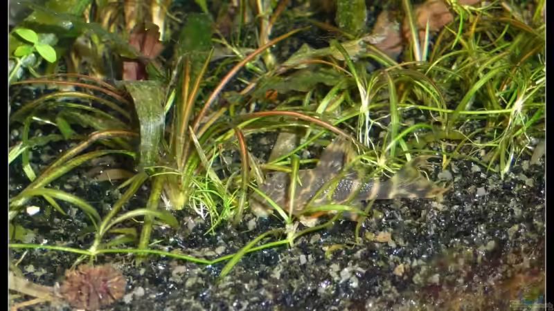 Besatz im Aquarium Mein Großes von *Dominique* (27)