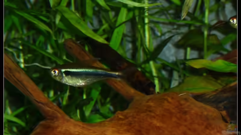 Besatz im Aquarium Mein Großes von *Dominique* (32)