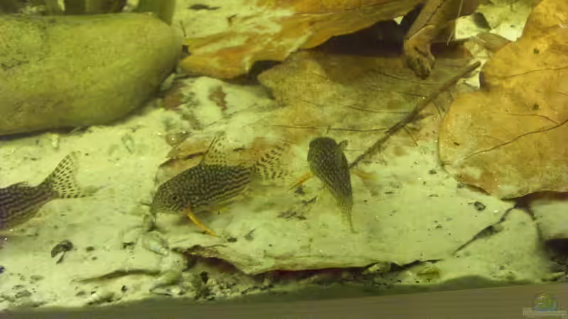 Besatz im Aquarium Mein Großes von Sebastian Ogorek (10)