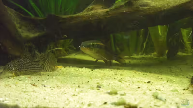 Besatz im Aquarium Mein Großes von Sebastian Ogorek (11)