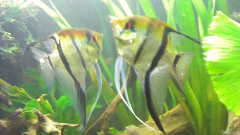 Besatz im Aquarium Mein Großes von Sebastian Ogorek (12)