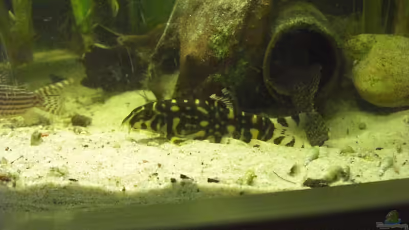 Besatz im Aquarium Mein Großes von Sebastian Ogorek (13)