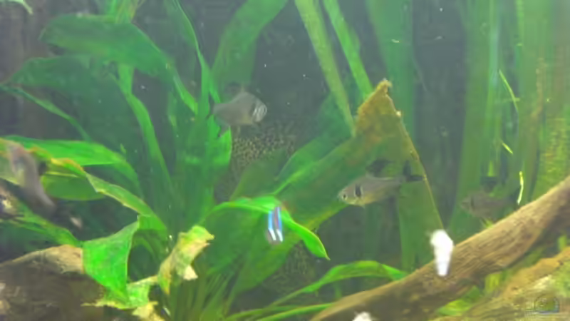 Besatz im Aquarium Mein Großes von Sebastian Ogorek (14)