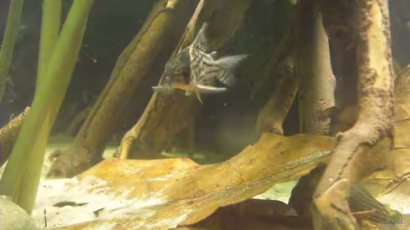 Besatz im Aquarium Mein Großes von Sebastian Ogorek (9)