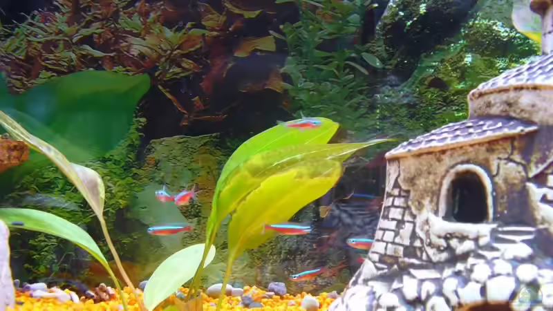 Besatz im Aquarium Mein II. Aquariumbecken von Kleene69 (15)