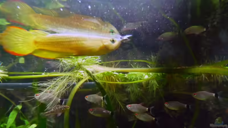 Besatz im Aquarium Mein Juwel aus Rio von _ME_ (14)