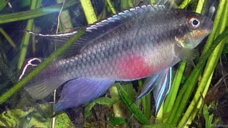 Besatz im Aquarium Mein Juwel aus Rio von _ME_ (16)