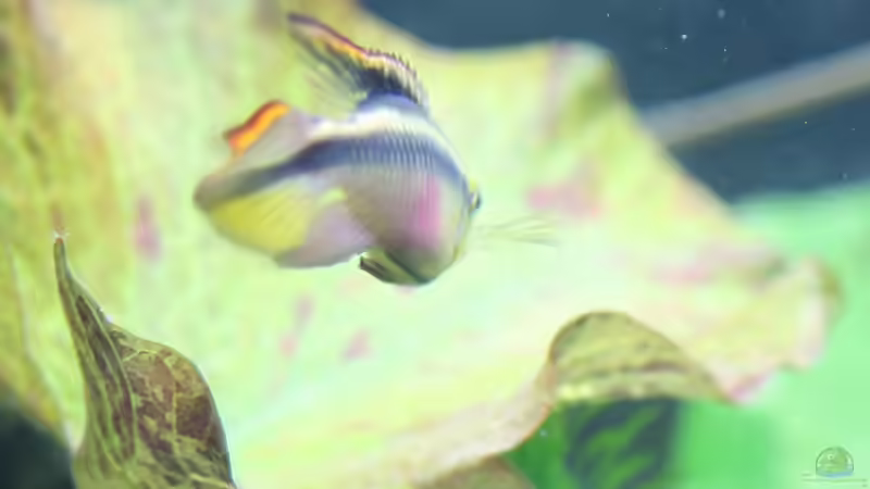 Besatz im Aquarium Mein Juwel aus Rio von _ME_ (17)