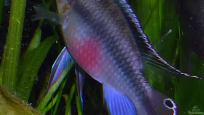 Besatz im Aquarium Mein Juwel aus Rio von _ME_ (18)