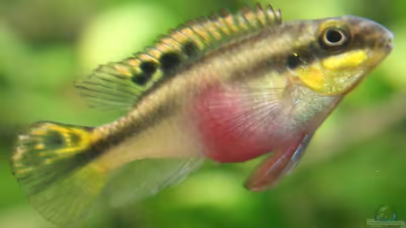 Besatz im Aquarium Mein Juwel aus Rio von _ME_ (19)