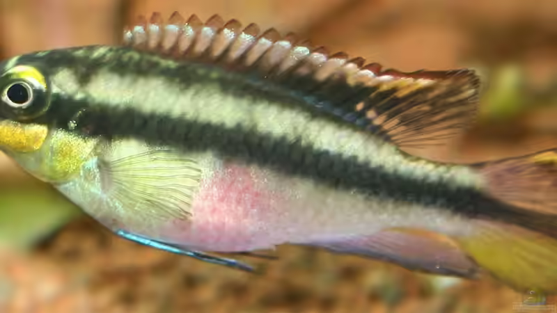 Besatz im Aquarium Mein Juwel aus Rio von _ME_ (20)