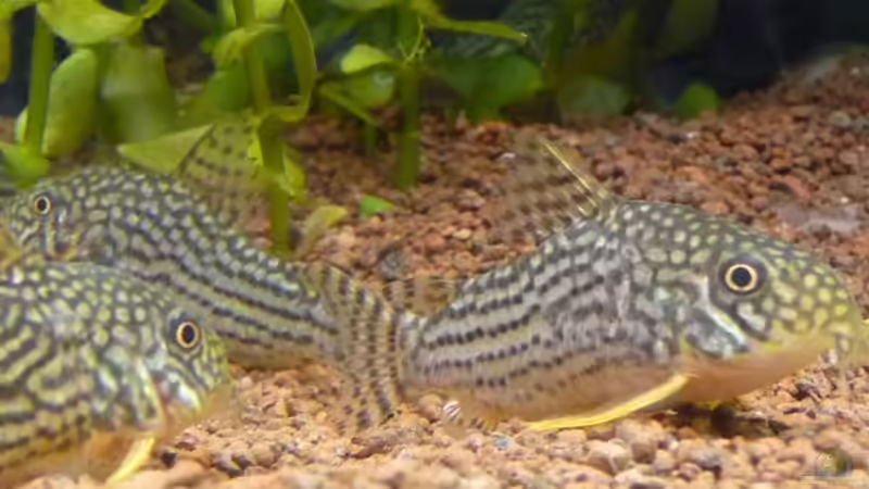 Besatz im Aquarium Mein Juwel aus Rio von _ME_ (21)