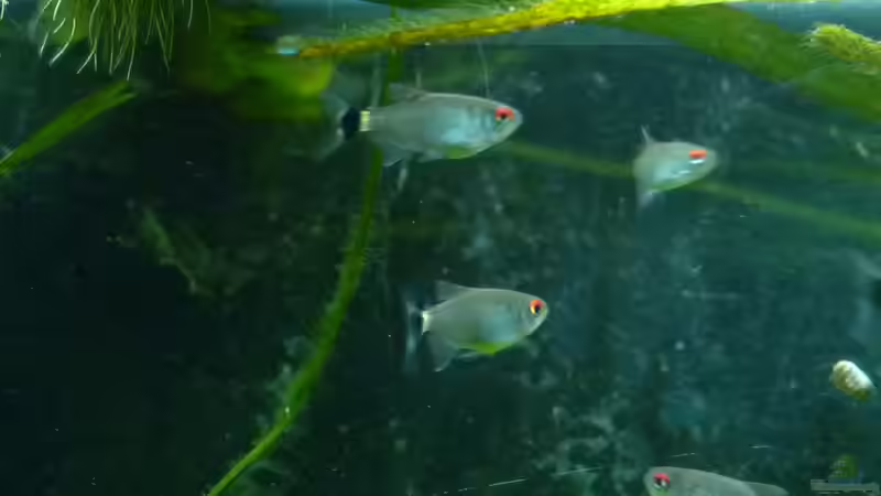 Besatz im Aquarium Mein Juwel aus Rio von _ME_ (22)