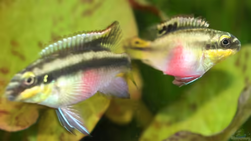 Besatz im Aquarium Mein Juwel aus Rio von _ME_ (23)