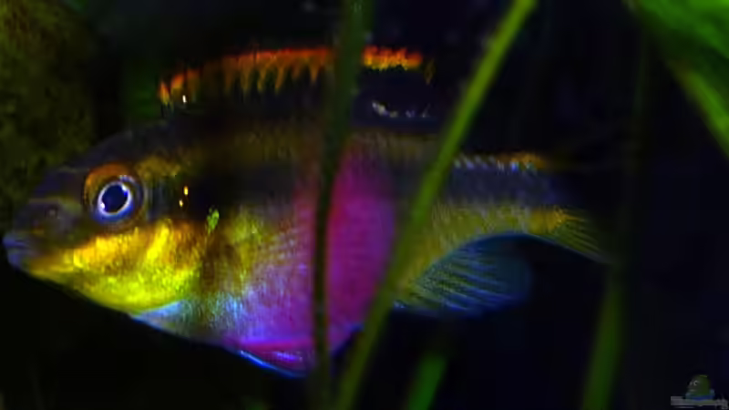 Besatz im Aquarium Mein Juwel aus Rio von _ME_ (25)