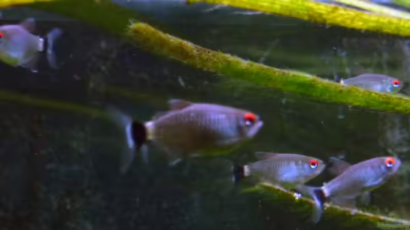 Besatz im Aquarium Mein Juwel aus Rio von _ME_ (26)