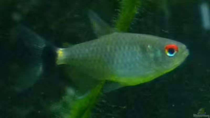 Besatz im Aquarium Mein Juwel aus Rio von _ME_ (29)