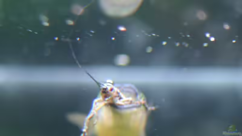 Besatz im Aquarium Mein Juwel aus Rio von _ME_ (30)