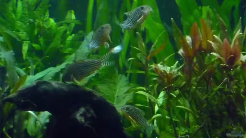 Besatz im Aquarium Mein Juwel aus Rio von _ME_ (31)