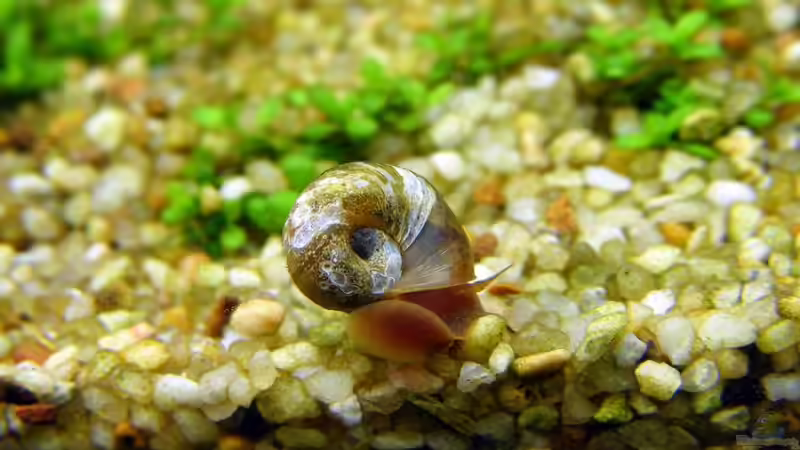 Besatz im Aquarium Mein JUWEL Rio 180 -) von Rob86 (18)