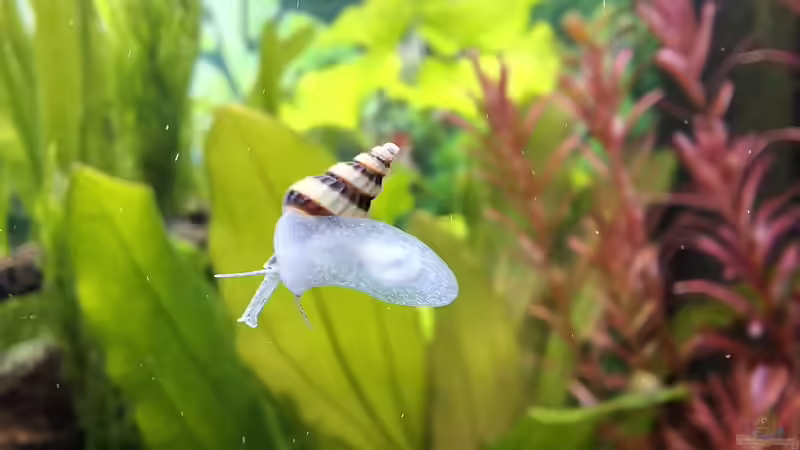 Besatz im Aquarium Mein kleiner Dschungel von SiggiPl (11)