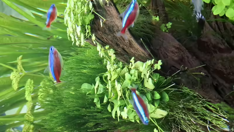 Besatz im Aquarium Mein kleiner Dschungel von SiggiPl (12)