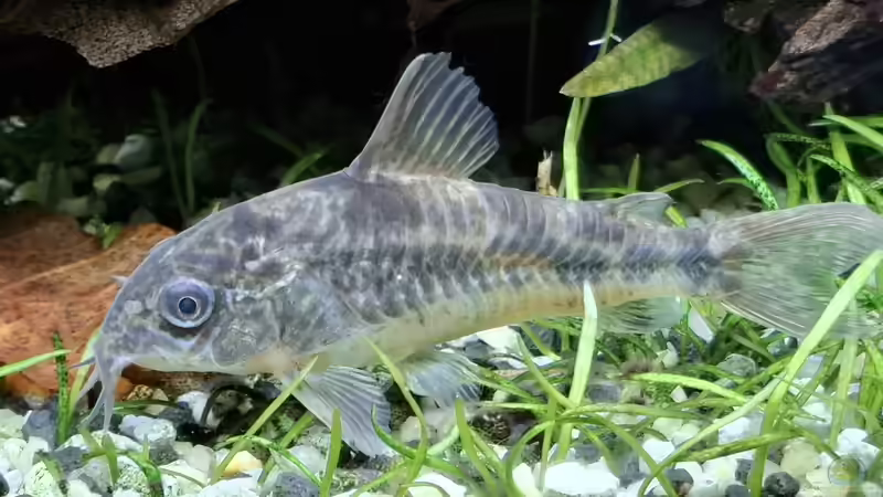 Besatz im Aquarium Mein kleiner Dschungel von SiggiPl (9)