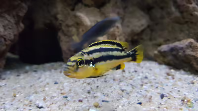 Besatz im Aquarium mein kleiner Malawisee von BLN12623 (4)