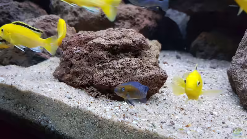 Besatz im Aquarium mein kleiner Malawisee von BLN12623 (7)