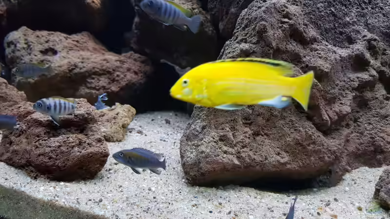 Besatz im Aquarium mein kleiner Malawisee von BLN12623 (8)