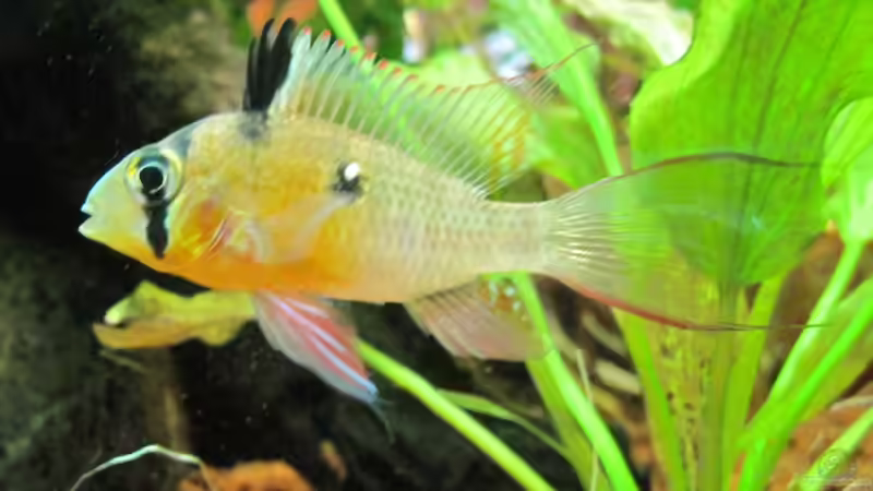 Besatz im Aquarium Mein kleiner Unterwasserdschungel-gibts nicht mehr von Opodeldok (44)