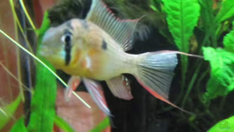 Besatz im Aquarium Mein kleiner Unterwasserdschungel-gibts nicht mehr von Opodeldok (45)