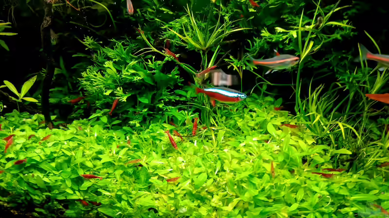 Besatz im Aquarium mein kleines Amazonas Scape von odin 68 (166)