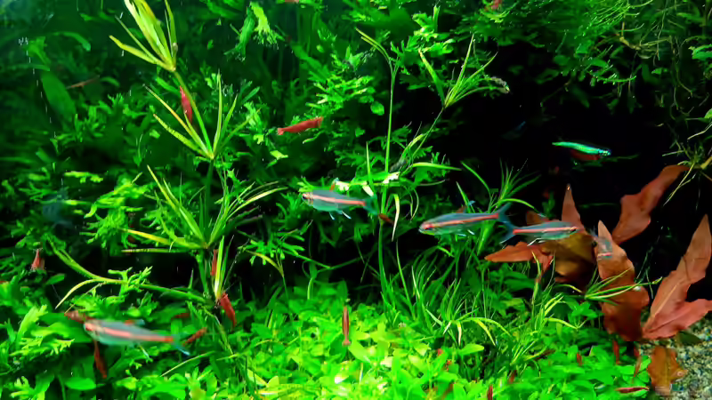 Besatz im Aquarium mein kleines Amazonas Scape von odin 68 (173)